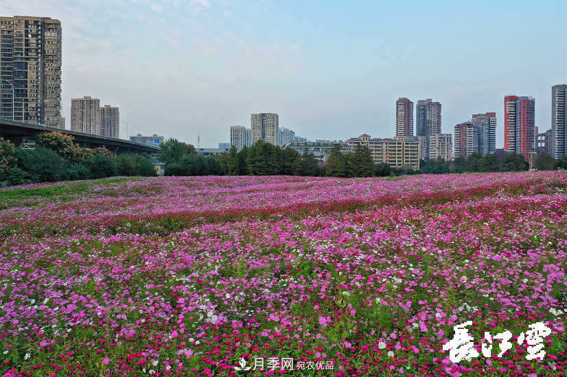 百萬(wàn)月季集中綻放 “5朵金花”將齊放國慶 扮靚江城武漢(圖5)