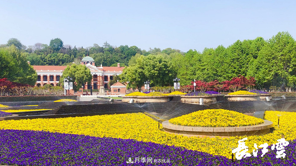 百萬(wàn)月季集中綻放 “5朵金花”將齊放國慶 扮靚江城武漢(圖7)