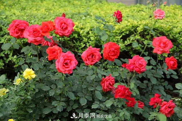 夏季養月季花，澆水施肥都是重點(diǎn)，整錯了就黃葉爛根生長(cháng)差(圖1)