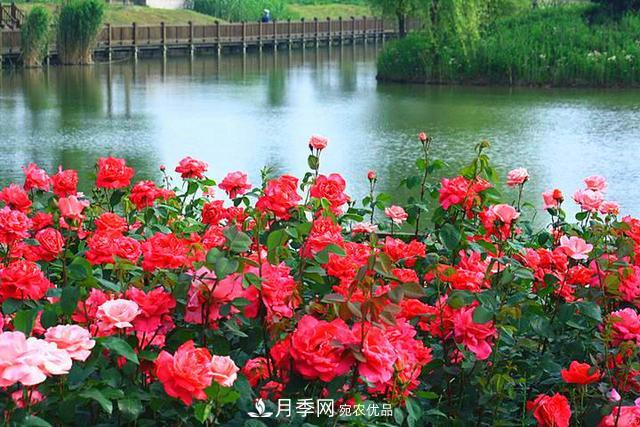 夏季養月季花，澆水施肥都是重點(diǎn)，整錯了就黃葉爛根生長(cháng)差(圖3)