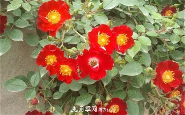 地被月季～城鄉綠化、園林美化的優(yōu)秀選擇（附：品種說(shuō)明及圖片）(圖6)
