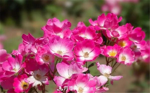 地被月季～城鄉綠化、園林美化的優(yōu)秀選擇（附：品種說(shuō)明及圖片）(圖4)