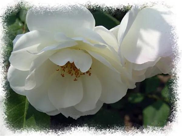 地被月季～城鄉綠化、園林美化的優(yōu)秀選擇（附：品種說(shuō)明及圖片）(圖7)