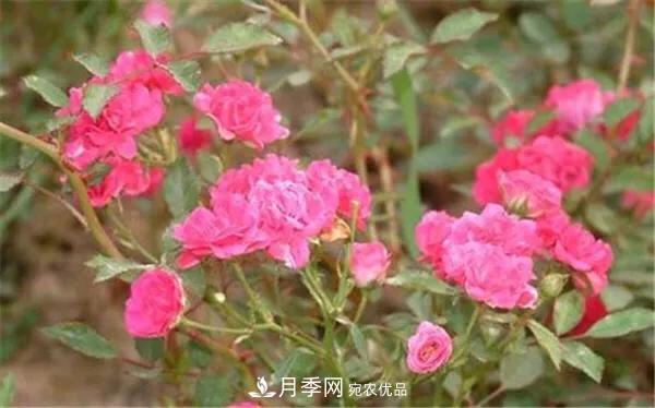 地被月季～城鄉綠化、園林美化的優(yōu)秀選擇（附：品種說(shuō)明及圖片）(圖12)