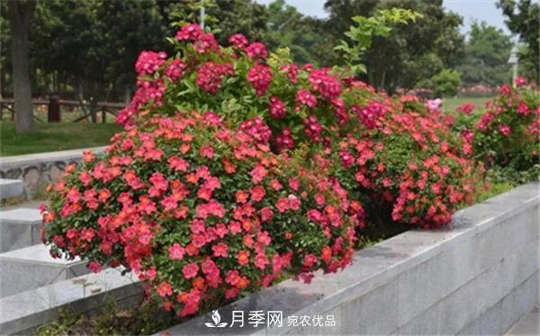 地被月季～城鄉綠化、園林美化的優(yōu)秀選擇（附：品種說(shuō)明及圖片）(圖9)