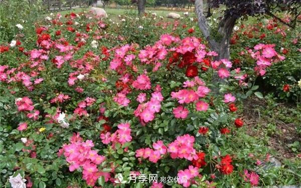 地被月季～城鄉綠化、園林美化的優(yōu)秀選擇（附：品種說(shuō)明及圖片）(圖10)