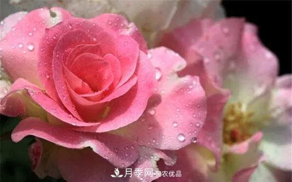 地被月季～城鄉綠化、園林美化的優(yōu)秀選擇（附：品種說(shuō)明及圖片）(圖11)