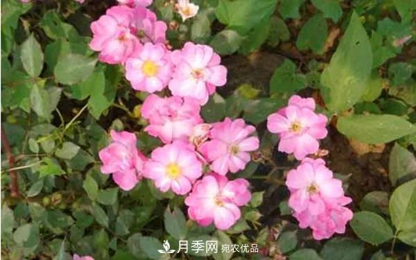 地被月季～城鄉綠化、園林美化的優(yōu)秀選擇（附：品種說(shuō)明及圖片）(圖13)