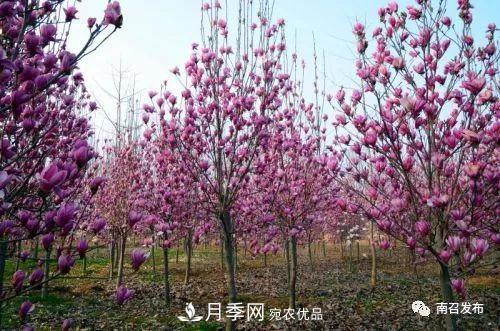 從賣(mài)藥材--賣(mài)花木---賣(mài)盆景 南召玉蘭花木成為現代農業(yè)一張絢麗“名片(圖1)
