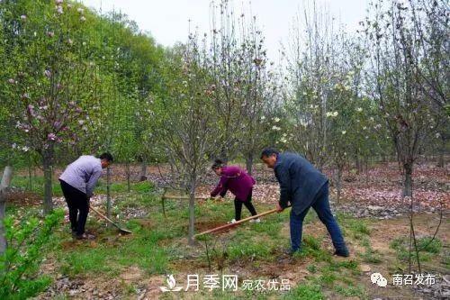 從賣(mài)藥材--賣(mài)花木---賣(mài)盆景 南召玉蘭花木成為現代農業(yè)一張絢麗“名片(圖5)