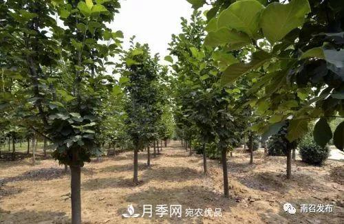 從賣(mài)藥材--賣(mài)花木---賣(mài)盆景 南召玉蘭花木成為現代農業(yè)一張絢麗“名片(圖4)