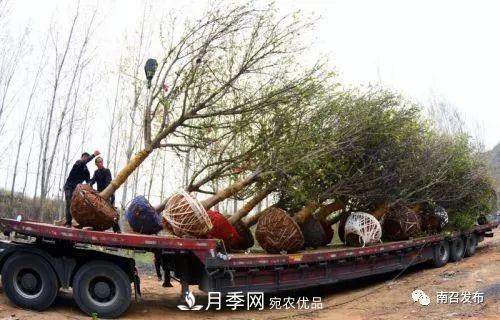 從賣(mài)藥材--賣(mài)花木---賣(mài)盆景 南召玉蘭花木成為現代農業(yè)一張絢麗“名片(圖2)