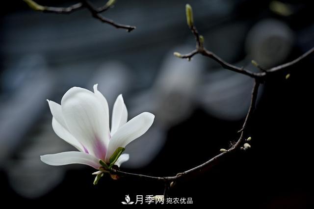 玉蘭栽培技術(shù)，所需要的注意事項是什么，看完就知道(圖4)
