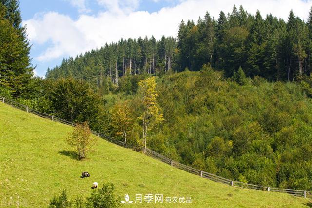 落葉松育苗造林技術(shù)，種植方法既簡(jiǎn)單又方便，高產(chǎn)又增收(圖2)