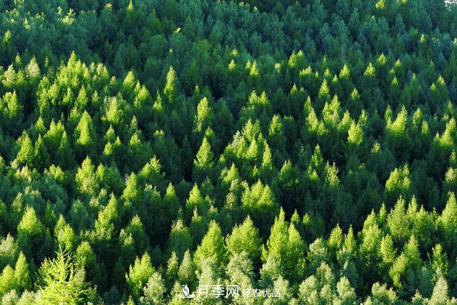 落葉松育苗造林技術(shù)，種植方法既簡(jiǎn)單又方便，高產(chǎn)又增收(圖1)