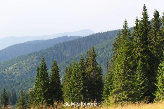 落葉松育苗造林技術(shù)，種植方法既簡(jiǎn)單又方便，高產(chǎn)又增收(圖4)