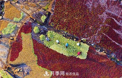 湖北宜昌長(cháng)陽(yáng)：木瓜成為致富瓜(圖1)