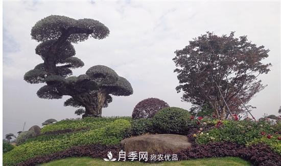 浙江金華婺城區竹馬鄉茶花產(chǎn)業(yè)綻放“花經(jīng)濟”(圖2)