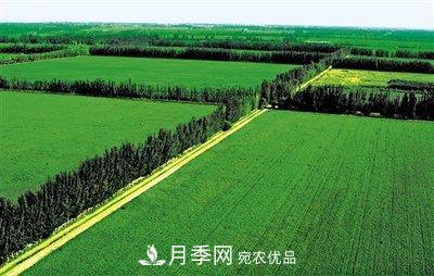 苗木科普：森林的分類(lèi)(圖1)