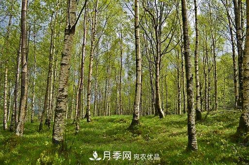 苗木科普：森林的分類(lèi)(圖2)