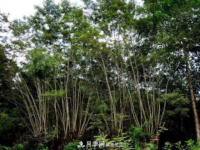 苗木科普：森林的分類(lèi)(圖4)