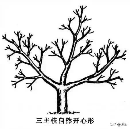 苗木的樹(shù)形怎么區分？(圖4)