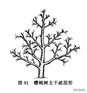 苗木的樹(shù)形怎么區分？(圖1)