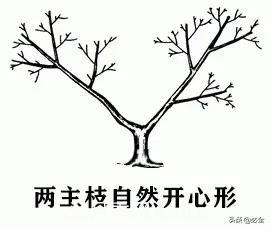 苗木的樹(shù)形怎么區分？(圖3)