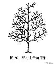 苗木的樹(shù)形怎么區分？(圖2)