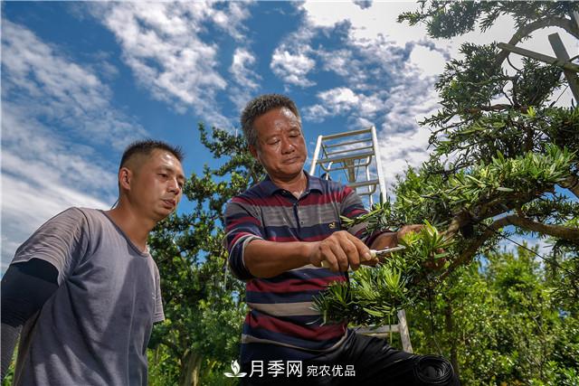 一樹(shù)一景，湖南長(cháng)沙花木造型師的“雙搶”季(圖2)