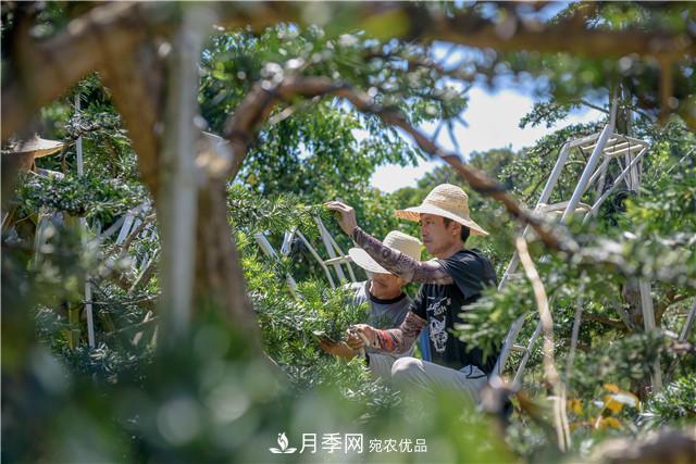 一樹(shù)一景，湖南長(cháng)沙花木造型師的“雙搶”季(圖3)