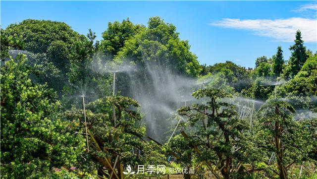 一樹(shù)一景，湖南長(cháng)沙花木造型師的“雙搶”季(圖4)