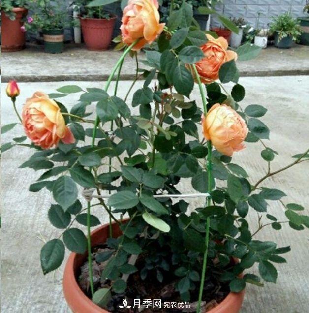 月季長(cháng)的又細又長(cháng)怎么辦？簡(jiǎn)單3招解決！(圖3)