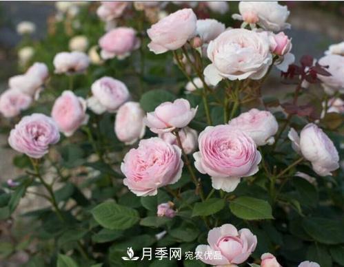 月季花長(cháng)花苞后，及時(shí)給它施一種肥，不然影響正常開(kāi)花(圖2)