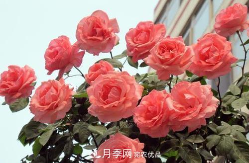 月季花長(cháng)花苞后，及時(shí)給它施一種肥，不然影響正常開(kāi)花(圖3)