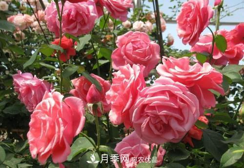 月季花長(cháng)花苞后，及時(shí)給它施一種肥，不然影響正常開(kāi)花(圖1)