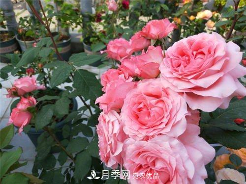 月季花長(cháng)花苞后，及時(shí)給它施一種肥，不然影響正常開(kāi)花(圖4)
