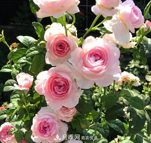 夏天養月季花，了解掌握4個(gè)要點(diǎn)，秋花開(kāi)爆盆(圖1)