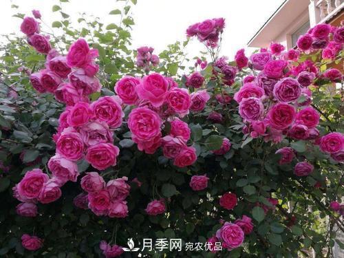 夏天養月季花，了解掌握4個(gè)要點(diǎn)，秋花開(kāi)爆盆(圖4)