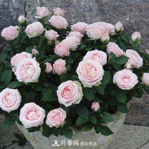 夏天養月季花，了解掌握4個(gè)要點(diǎn)，秋花開(kāi)爆盆(圖2)