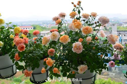 夏天養月季花，了解掌握4個(gè)要點(diǎn)，秋花開(kāi)爆盆(圖3)