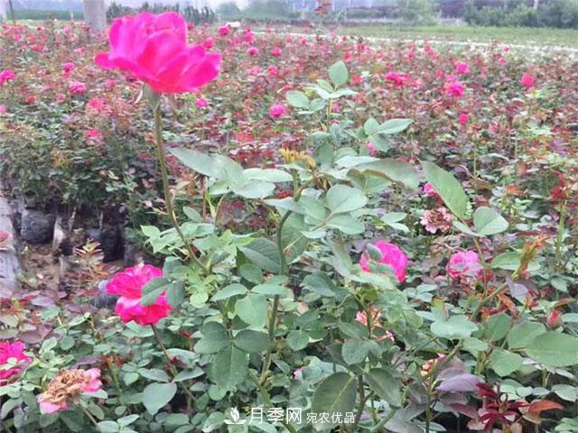 月季養護施肥全攻略——月季花友必看(圖2)