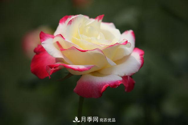 抓住這三大原則，月季修剪太簡(jiǎn)單了！(圖1)