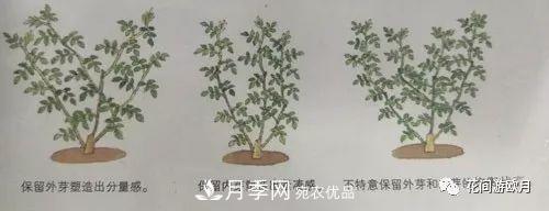抓住這三大原則，月季修剪太簡(jiǎn)單了！(圖3)