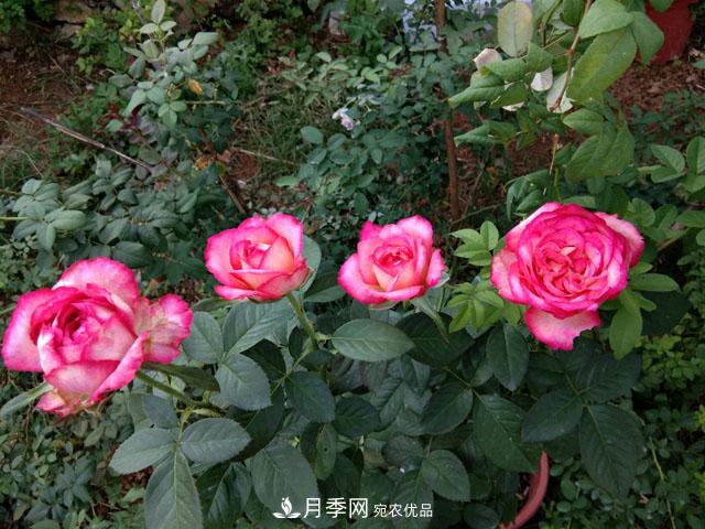 盆栽月季難養？掌握這3點(diǎn)，盆栽比地栽月季還好養！(圖1)