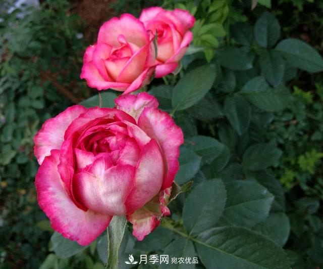 盆栽月季難養？掌握這3點(diǎn)，盆栽比地栽月季還好養！(圖2)