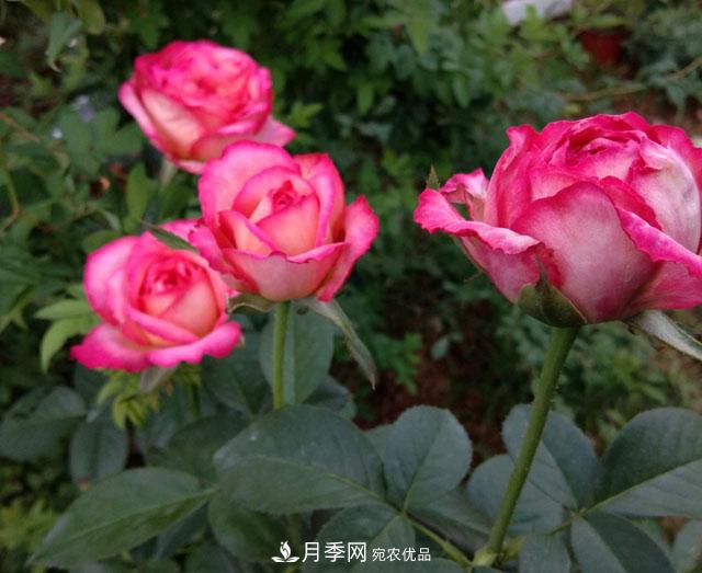 盆栽月季難養？掌握這3點(diǎn)，盆栽比地栽月季還好養！(圖3)