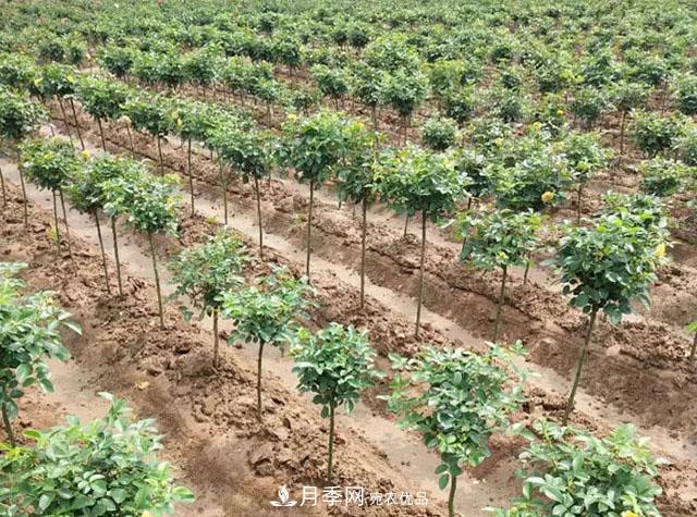 212種常用苗木知識匯總，建議收藏(圖1)
