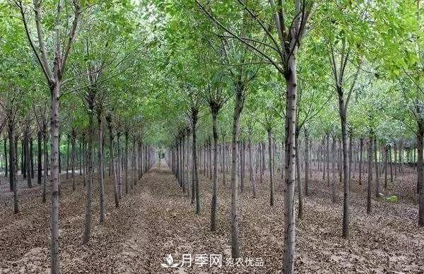 苗木人要知道 未來(lái)苗木5大發(fā)展趨勢(圖2)