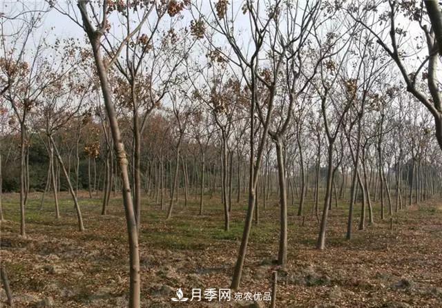 2020暢銷(xiāo)苗木品種排行，“老客戶(hù)積累”是苗木人成功根本(圖2)